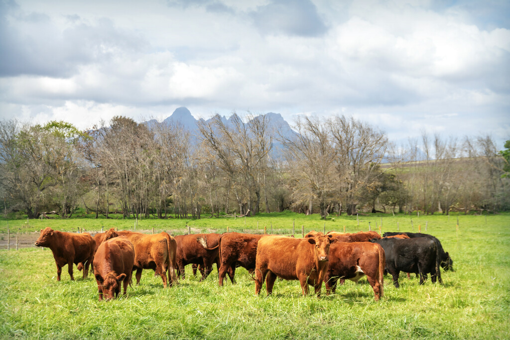 Part of the herd by ludwigsdiana