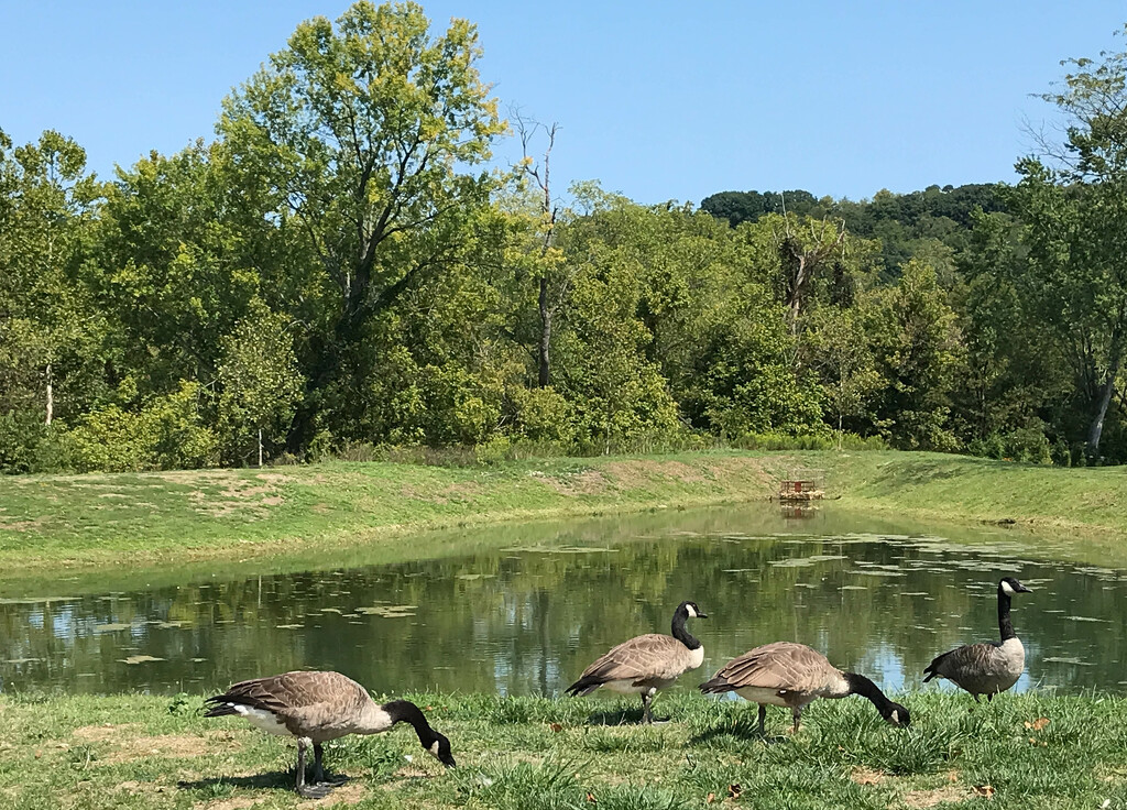 Geese at the pond by mittens