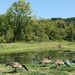 Geese at the pond