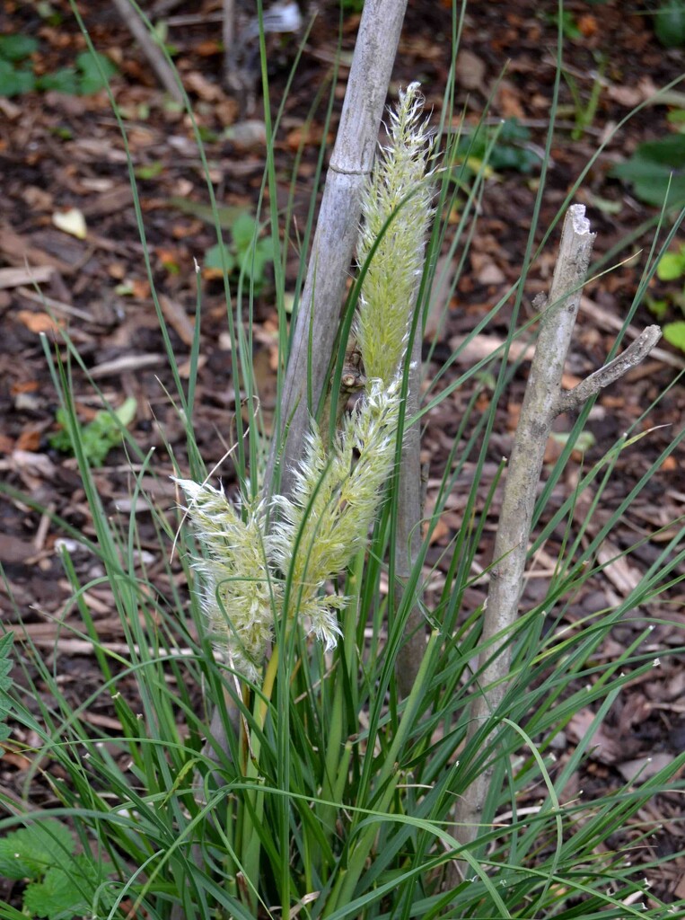 Dwarf Pampus Grass Flowers by arkensiel