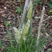 Dwarf Pampus Grass Flowers