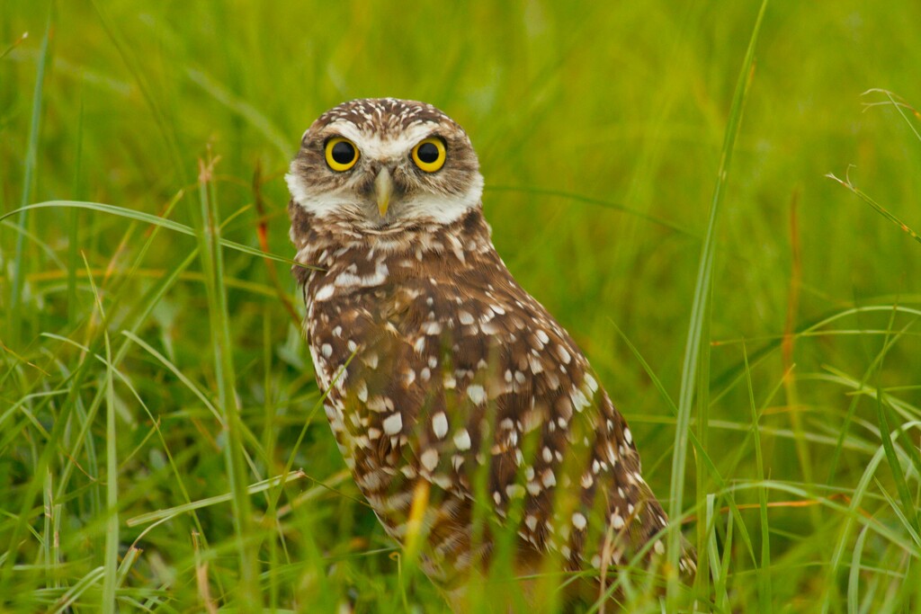  Meadowl by photohoot