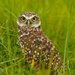  Meadowl