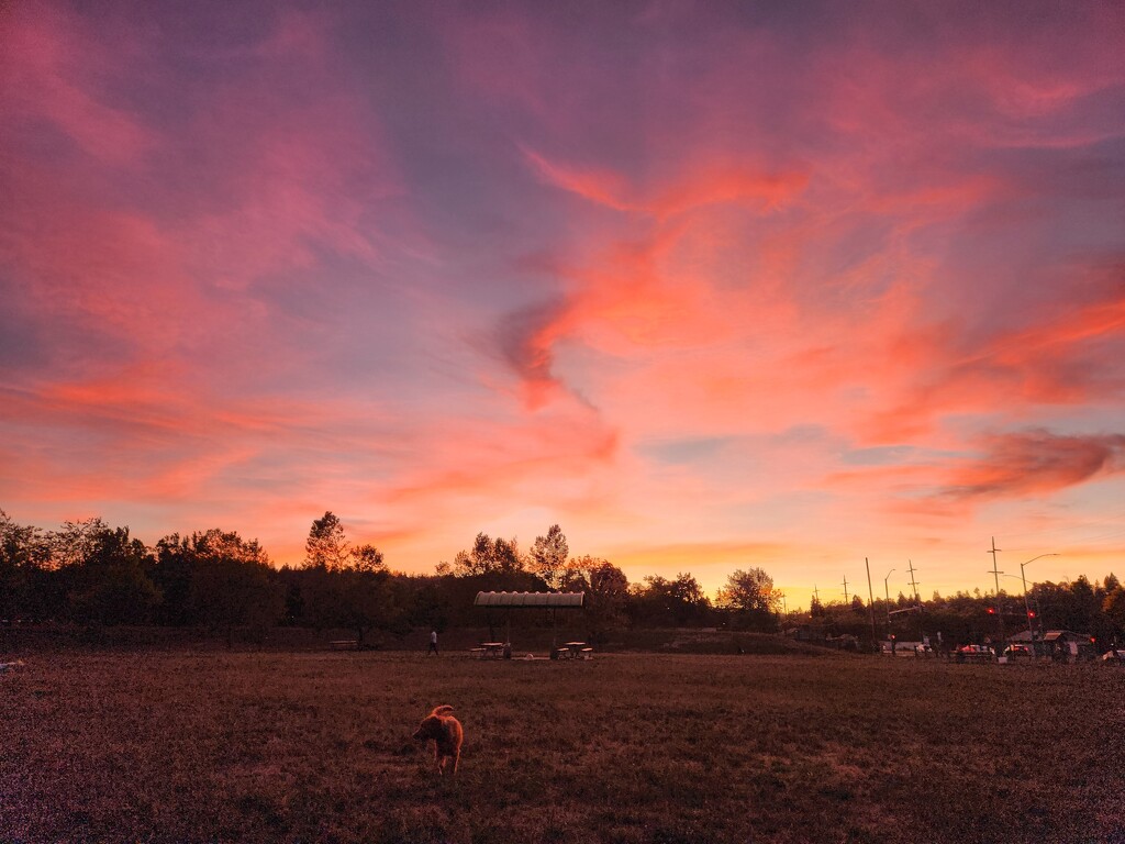 Sunset at Amazon Dog Park in Eugene Oregon by mariaostrowski