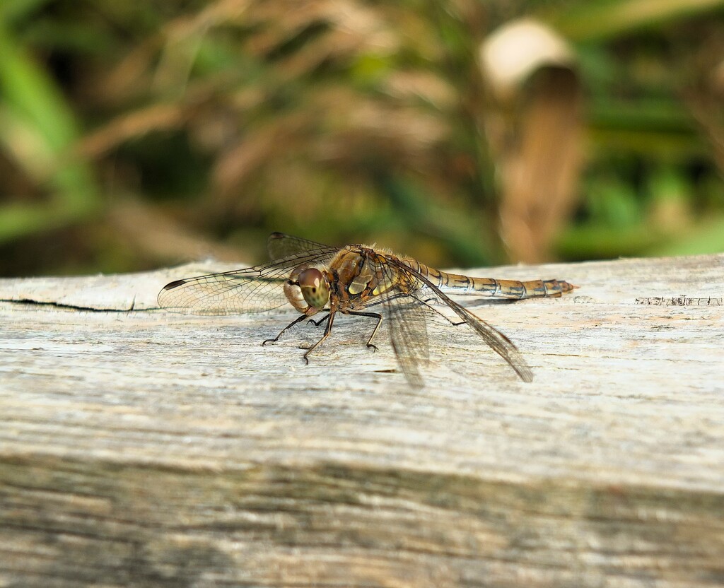 Sunbathing! by bigmxx