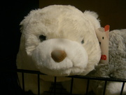 29th Sep 2024 - Polar Bear Stuffed Animal 