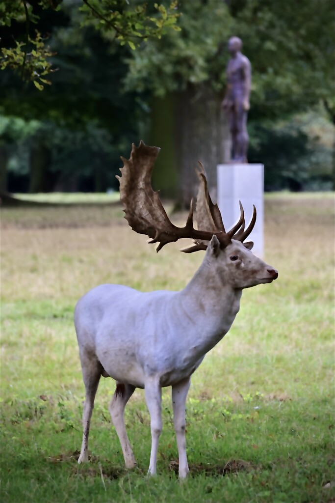 White stag and Anthony Gormley statue by neil_ge