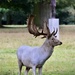 White stag and Anthony Gormley statue