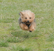 29th Sep 2024 - Look, Mummy, I can fly.