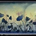 Moonlight poppies