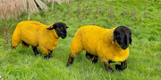 29th Sep 2024 - Well It's Wool Week