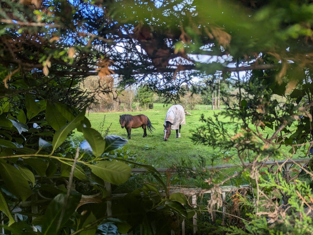 Horses by helenawall