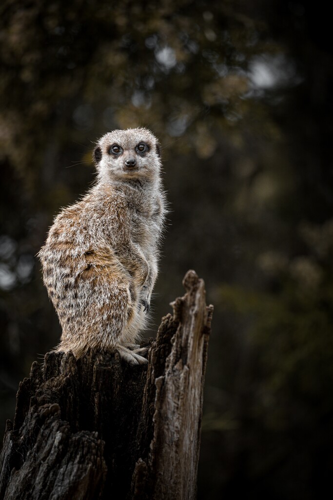 Watching the Watcher by hannahcallier