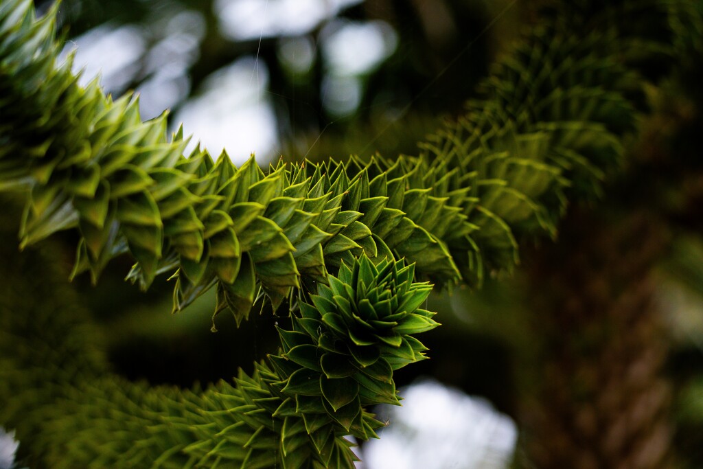 Monkey Puzzle by hannahcallier