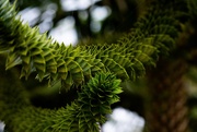 26th Sep 2024 - Monkey Puzzle