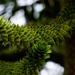 Monkey Puzzle