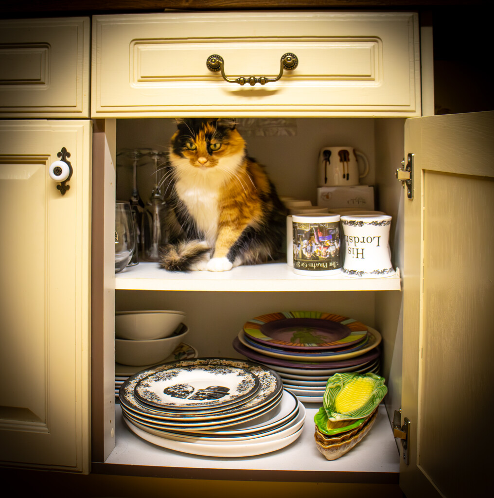 Don't go near the crockery cupboard.......... by swillinbillyflynn