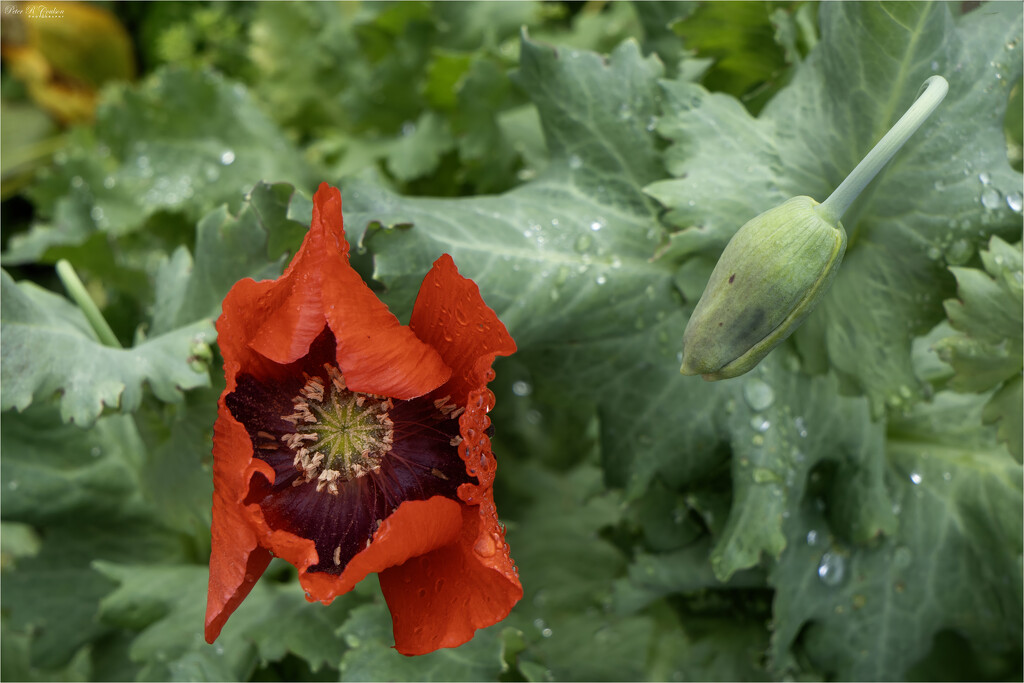 Wet Poppy by pcoulson