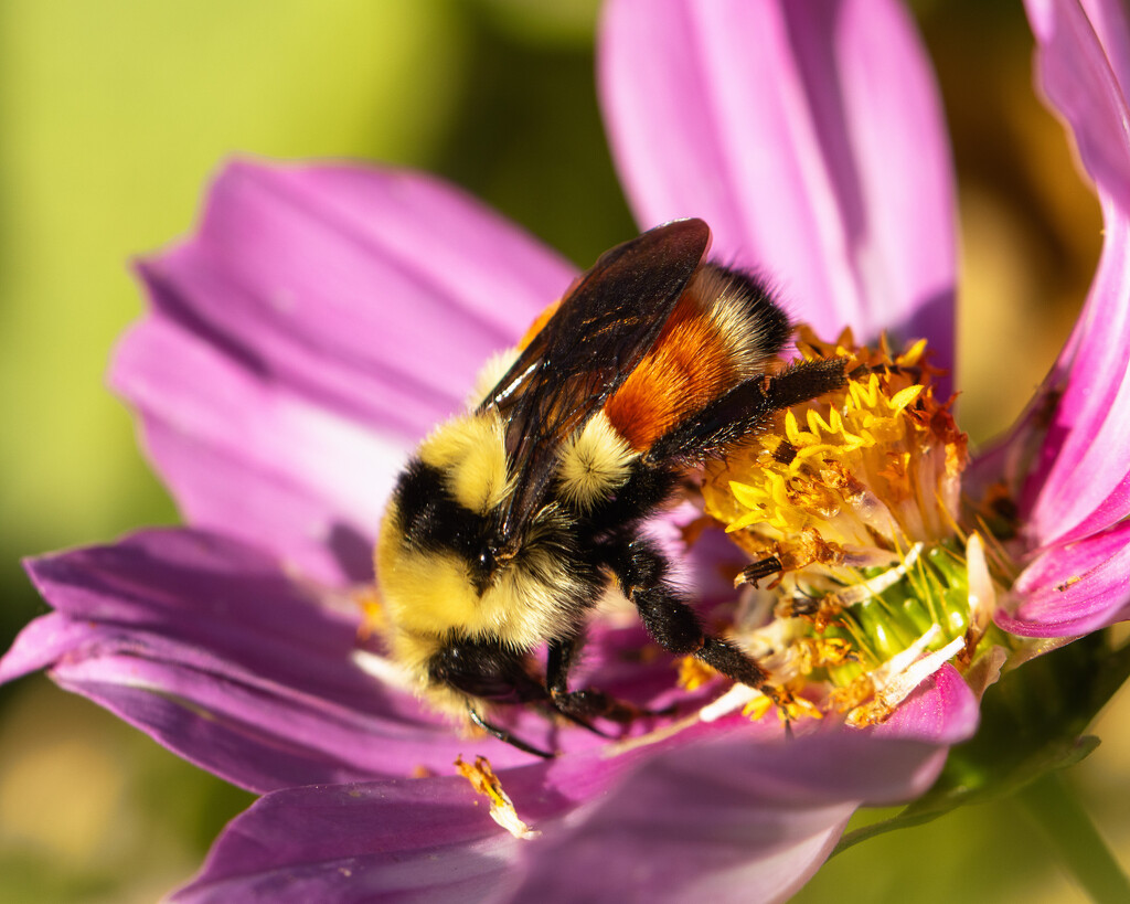 Hunt's bumblebee by aecasey