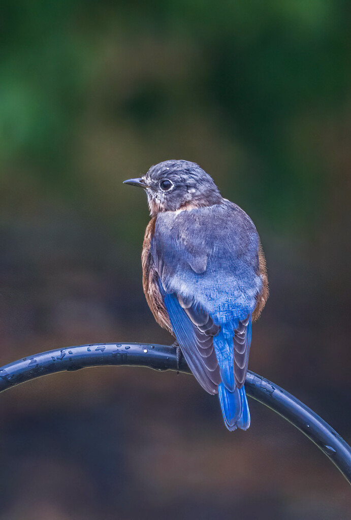 So Blue by kvphoto