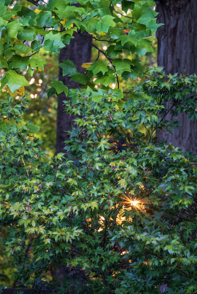 Golden Light of Fall by kvphoto