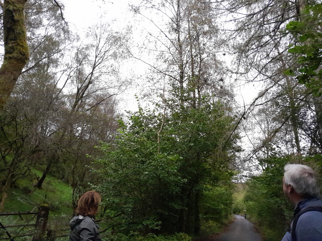 Threlkeld to Keswick Railway path by anniesue