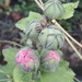 Day 273/366. Late blooming hollyhocks.