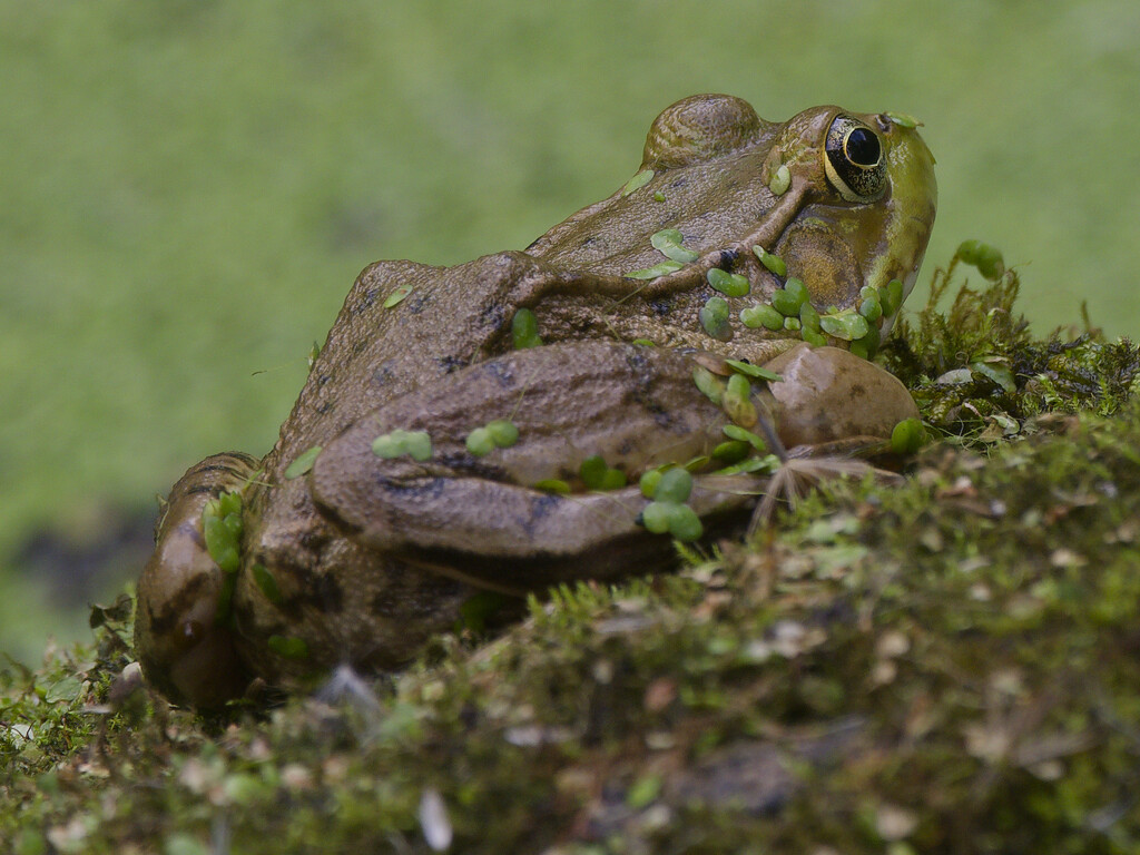 Green frog by rminer