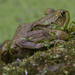 Green frog