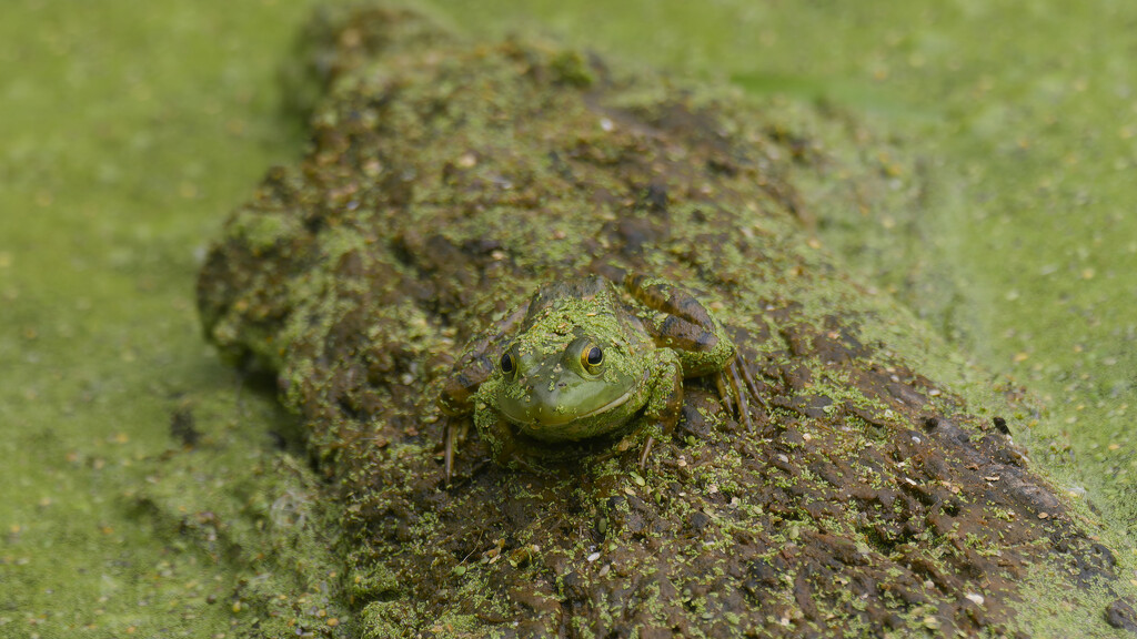 American bullfrog on a log  by rminer