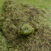 American bullfrog on a log 