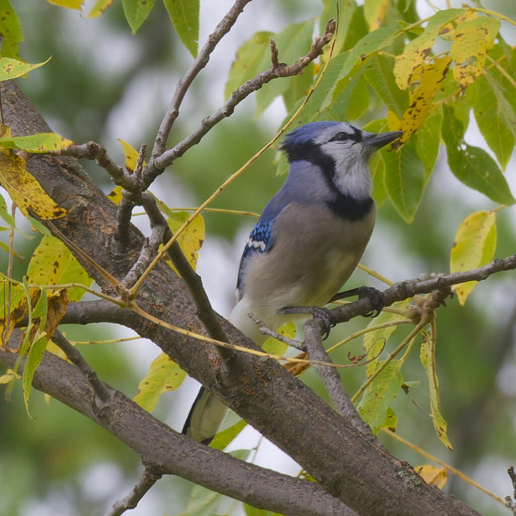 blue jay by rminer