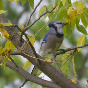 29th Sep 2024 - blue jay