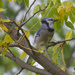 blue jay