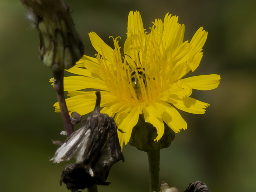 Cucumber Beetle by rminer