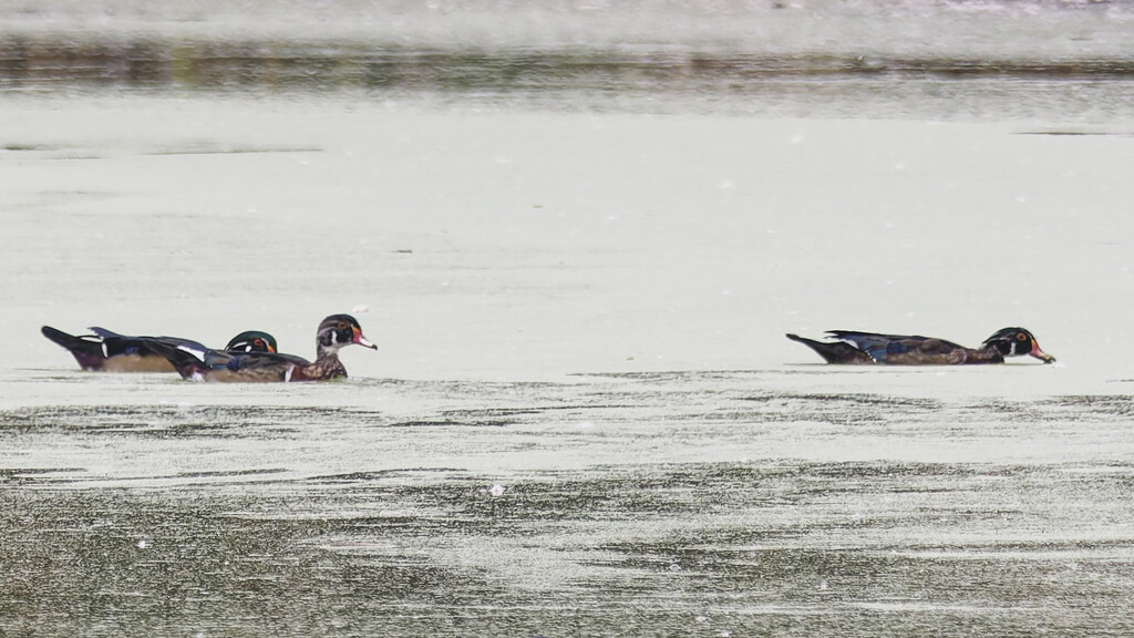 wood ducks three by rminer