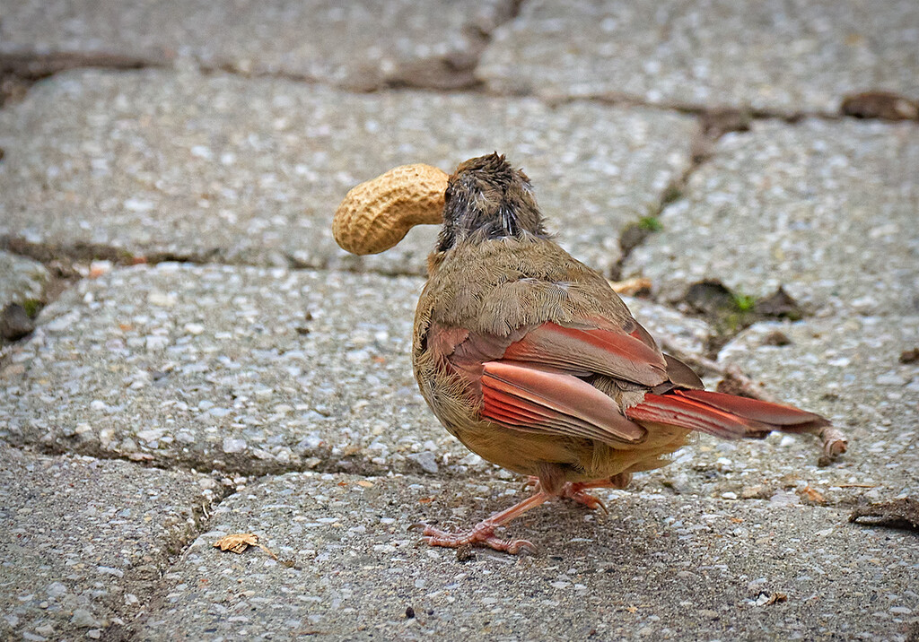 Moulting Female Cardinal by gardencat