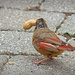 Moulting Female Cardinal