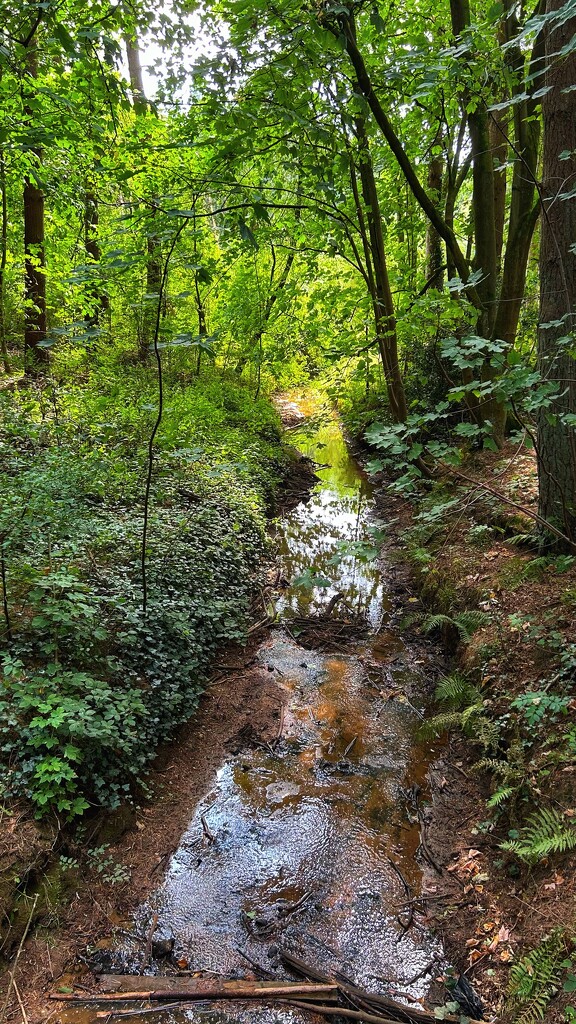 Stream in the Woods by carole_sandford