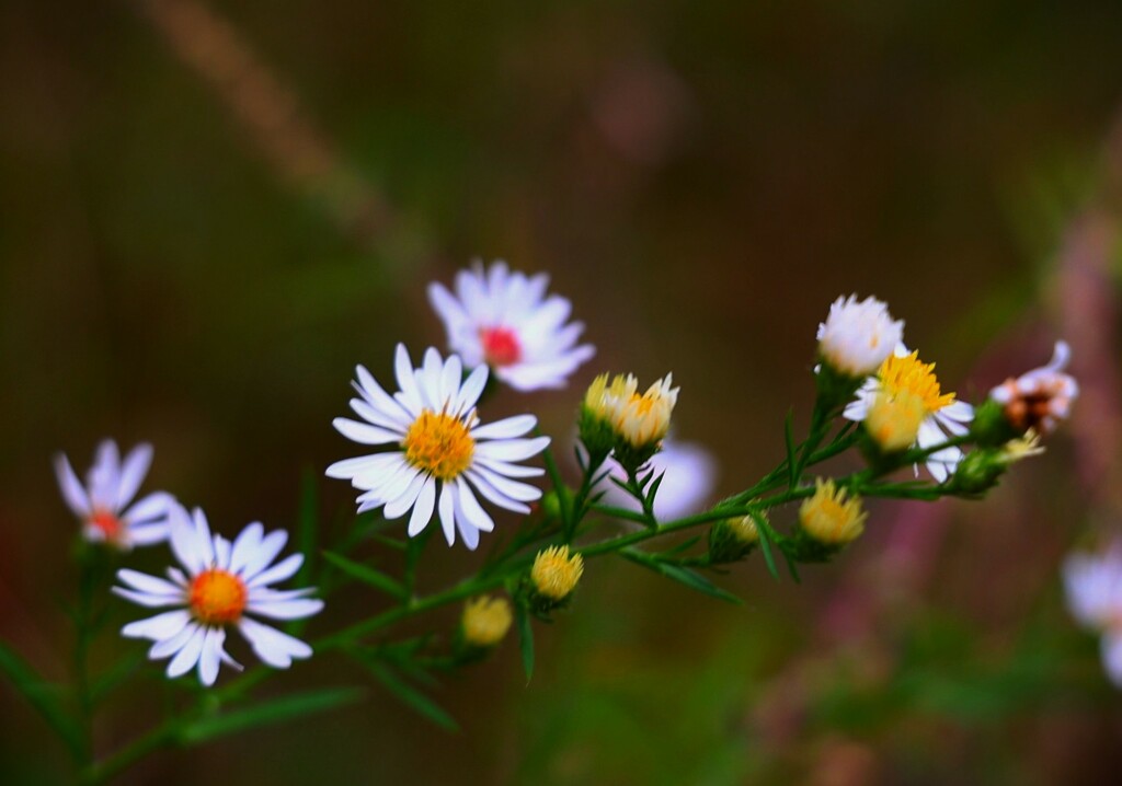 Fall Wildflowers by lynnz