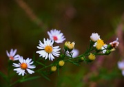 28th Sep 2024 - Fall Wildflowers