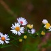 Fall Wildflowers