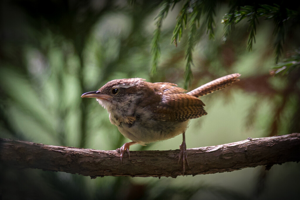 Carolina Wren by berelaxed