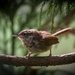 Carolina Wren