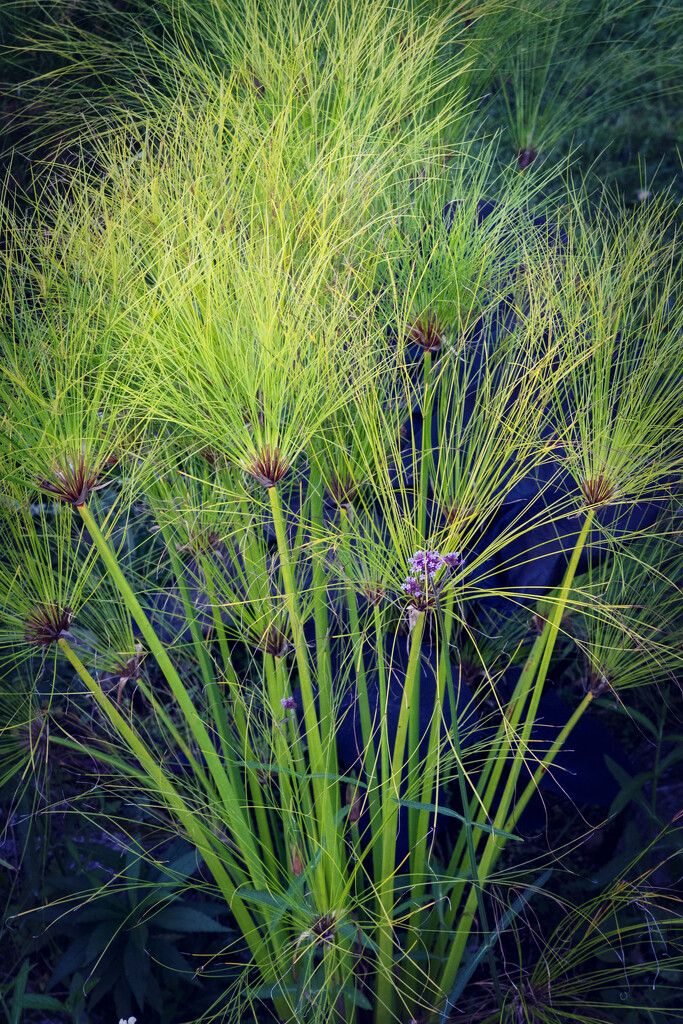 Egyptian Papyrus Plant by pdulis