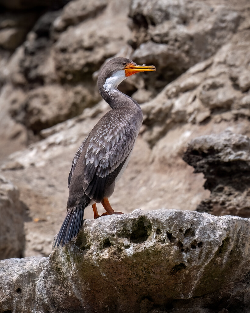 Red-legged Cormorant  by nicoleweg