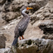 Red-legged Cormorant 