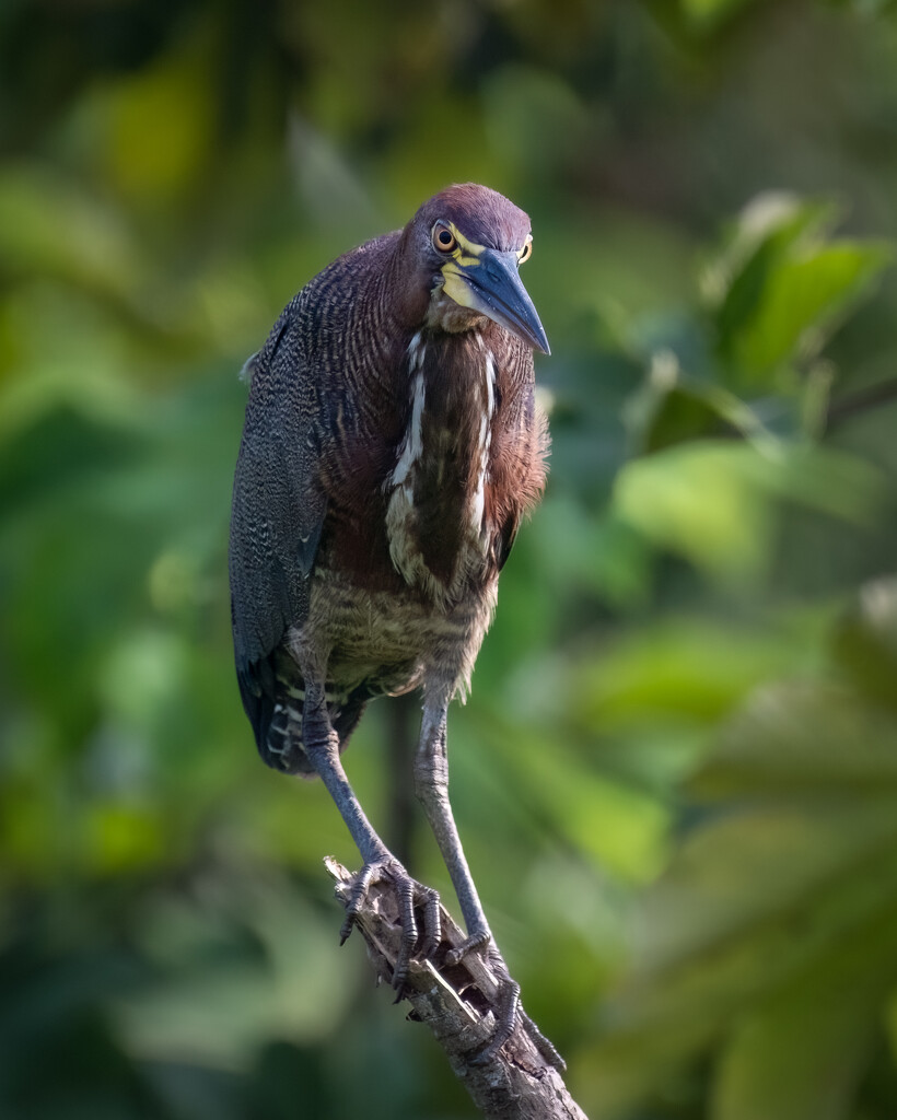 Rufescent Tiger-heron by nicoleweg