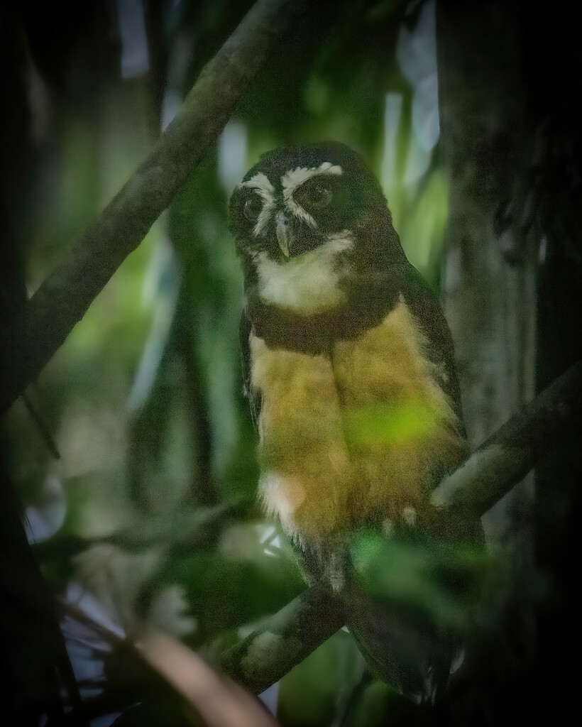 Spectacled Owl  by nicoleweg