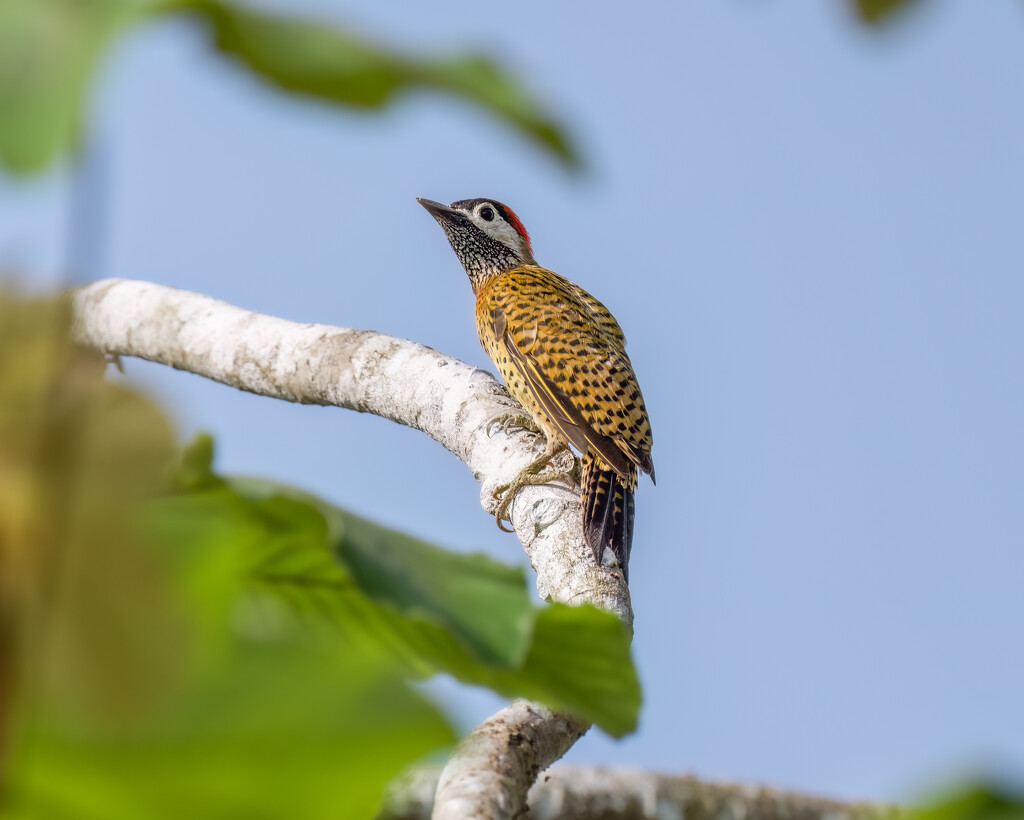 Spot-breasted Woodpecker  by nicoleweg